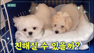 둘째 입양 후 친해지는 과정⭐️ 말티즈 꼬미와 비숑프리제 루피 Dog growth diary