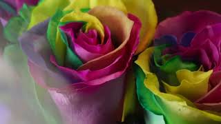 Lensbaby Omni Rainbow Roses