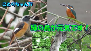 2024年10月27日㈰ワカケホンセイインコ・アオゲラ緑の鳥が元気だった！ジョビニキも初認♥モズネキ・カワセミの縄張り【ことりちゃんTV☆野鳥たちの物語】