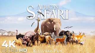 African Safari Animals 4K - Wildlife Relaxation Film - Relaxing Music - Video 4K Ultra HD