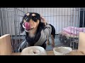 カリカリ音に癒される食事風景　8ヶ月 ミニチュアダックスフンド 　miniature dachshund 【愛犬】ルーティン