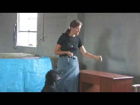 How to Stop Dogs From Jumping Up on Counter Tops How to Stop Dogs From Jumping Up on Counter Tops