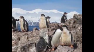 Antarctica 2012.wmv