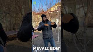 ҚАЙСИ ОЛМА КЎЧАТЛАРИ КЕЧ МЕВАГА КИРАДИ???