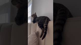 thoughts  #funnycats #cats #catlover #funny #catsoftiktok #cutecat #fypシ #meow #foryou #catvideo