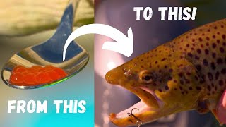 IFISH - Trout Hatchery to Fishery! (Lake Eildon trout 101)