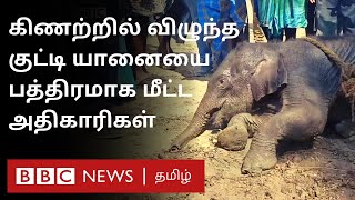 30 அடி கிணற்றுக்குள் தவறி விழுந்த 4 மாத குட்டி யானை; ஒன்றுகூடி காப்பாற்றிய மக்கள் | Elephant Rescue