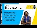 Cell - The Unit of Life | NEET | Microbodies - Spherosome, Glyoxisome, Peroxisome