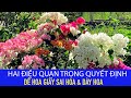 Hai điều quan trọng quyết định để cây hoa giấy sai hoa & dày hoa.