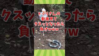 トリさんの面白かわいい動画見てクスッとなったら負けwww　#2ch動物スレ #動物 #鳥 #shorts #2ch