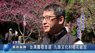 台灣賞櫻首選  九族文化村櫻花綻放