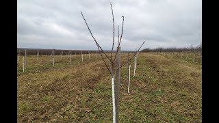 Обрезка яблони 2 года. Обрезка яблони Веретено. Подвой ММ 106 и 54 118. Обрезка яблони весной.