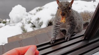 Helping a soaked hungry squirrel