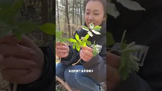 又到了挖野菜的季节，长白山跑山人教你辨认野菜【放山记事本】#vlog #三农