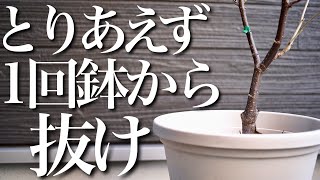 【後悔する前に】鉢植え栽培している方は必ずやってください