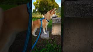 【癒し動画】熊本県玉名市天水町　実山展望公園　#秋田犬　#秋田犬子犬　#akitainu 　#ゴン太　#お散歩　#大黒摩季　#shorts