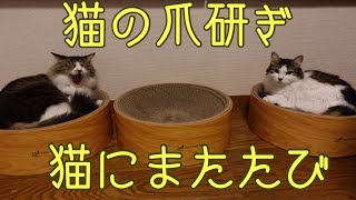 ＃猫爪研ぎ＃猫にまたたび＃猫壁をガリガリ 猫の爪研ぎ、猫にまたたび、雑種3匹それぞれの反応