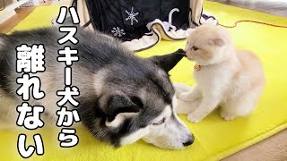 散歩に行こうと思ったらハスキー犬から子猫が離れませんｗ