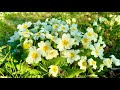 Primroses & Why You Should Plant Some in YOUR Garden