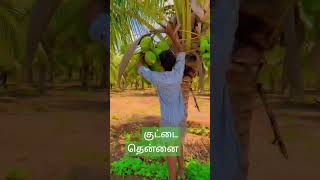 குட்டை ரக தென்னை #தென்னை மரம்#தென்னை சாகுபடி #coconut tree