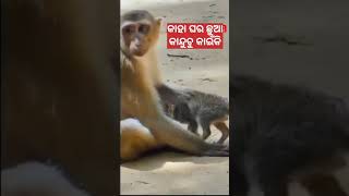 ସେଥିପାଇଁ ତ ଡରୁଛି..🤣🤣🤣😝😝