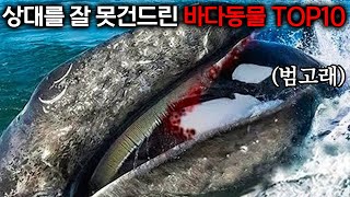 상대를 잘못 건드린 바다 동물들의 끔찍한 결말