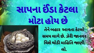 સાપના ઈંડા કેટલા મોટા હોય છે. તેને બહાર આવતા કેટલો સમય લાગે છે ||lessonble story ||motivational stor