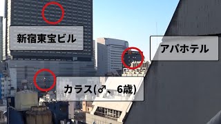 昼は安全だと思っていた歌舞伎町でヤバイ人に遭遇した…　夜は危ない歌舞伎町の危険地帯を明るいうちに徘徊してみた