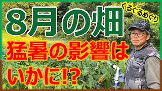 【2024年8月の畑】猛暑！雨なし！影響は？5カ所の畑をぐるぐるめぐります