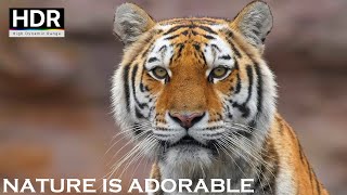 Big Cats Of The World HDR | Amazing Wild Life of Big Cats Tiger, Lion, Leopard & Jaguar #cat