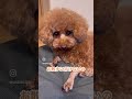 なーぜなぜ🐶？ かわいい犬 トイプードル トイプード 犬 可愛い トイプー わんちゃん 犬のいる生活 愛犬 poodle toypoodle