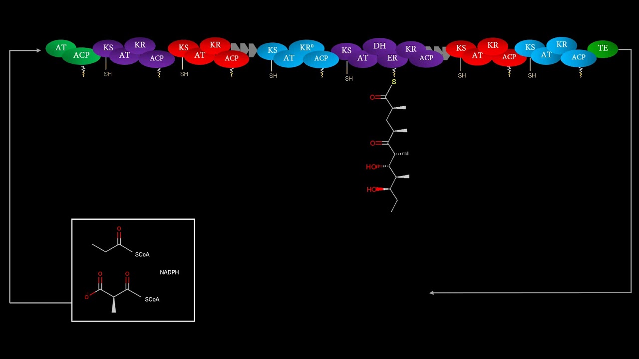 Polyketide Biosynthetic Pathway - YouTube