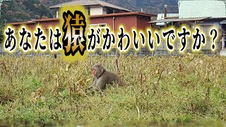 Bean damage caused by Japanese macaques