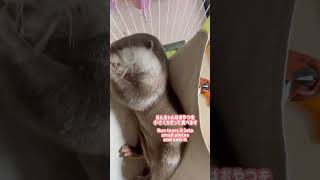 Cute otter eating snacks like a baby! #shorts