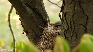 Чикотень на гнізді / Fieldfare on the nest