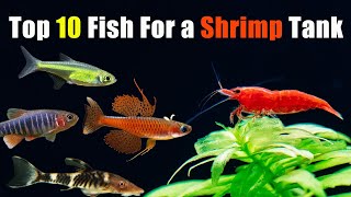 Top 10 Fish for Your Shrimp Tank!