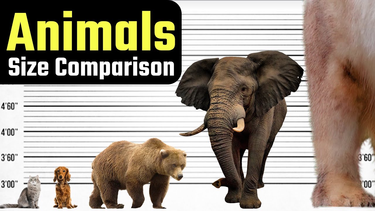 Animals Size Comparison What Is The Biggest Animal You D Be Surprised Animals Size Comparison What Is The Biggest Animal You D Be Surprised