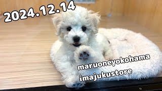 【 ビションフリーゼ 】2024年12月14日撮影！未来はアフロ犬の甘えん坊ちゃん♡