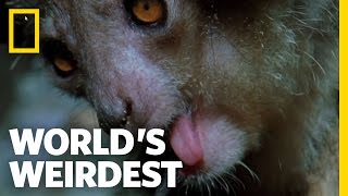 The Demon Primate World S Weirdest