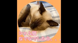 シャム猫なでなで〜。