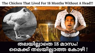 തലയില്ലാതെ 18 മാസം! മൈക്ക് തലയില്ലാത്ത കോഴി ! | BELIEVE IT OR NOT l BIOGRAPHY l MALAYALAM l