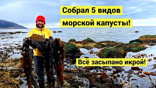 Очень большой отлив! Всё засыпано икрой!