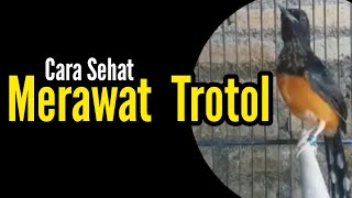 Merawat Trotolan Agar Sehat | Memaksimalkan Bakat | Agar Sehat Fisik Dan Mental | Bengkel Murai Batu