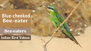 Blue cheeked Bee eater -  Merops persicus