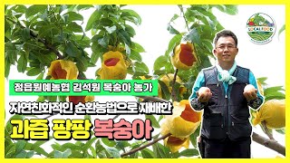 정읍시 정읍원예농협 - 김석원 출하농가(복숭아)