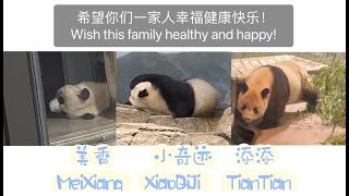 Visiting the panda family at DC zoo当我在美国动物园叫熊猫果赖(过来)