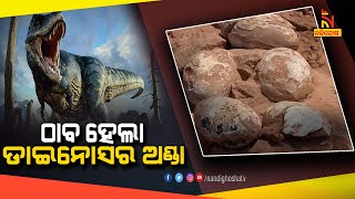 ଠାବ ହେଲା ଡାଇନୋସର ଅଣ୍ଡା | NandighoshaTV