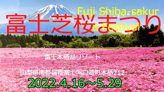 富士芝桜まつり Fuji Shiba-sakura Festival