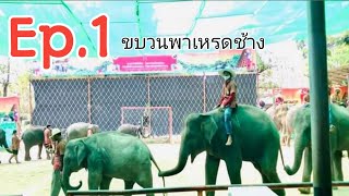 ep.1 ขบวนพาเหรดช้าง โชว์แสดงช้างแสนรู้ ที่ศูนย์คชศึกษาหมู่บ้านช้าง บ้านตากลาง จังหวัดสุรินทร์