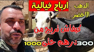 أموال خيالية ارباح الازولا  مشروع مربح ب50درهم تربح 300 حتى 500درهم في النهار الازولا الدهب الاخضر